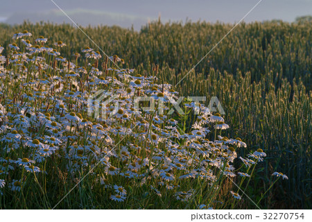 麥田開花 麥田開花 32270754