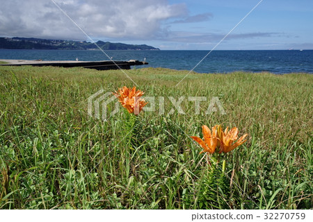 Chiba prefecture Futtsu city Saito Sukushi lily group Chiba prefecture Futtsu city Saito Sukushi lily group 32270759