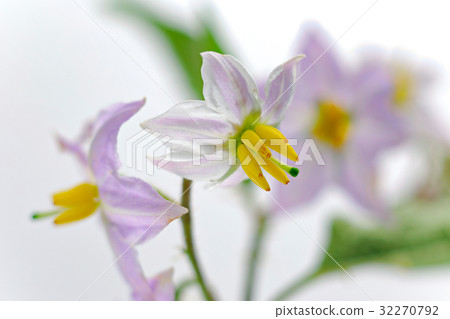 花白背waranusbi 32270792