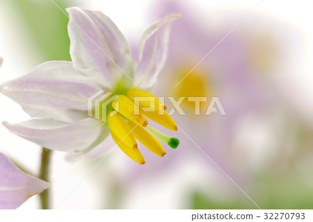 Flower white back waranusbi 32270793