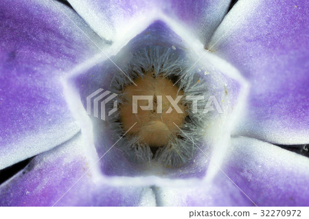 Flower high magnification macro photography Tsurunichinissha 32270972