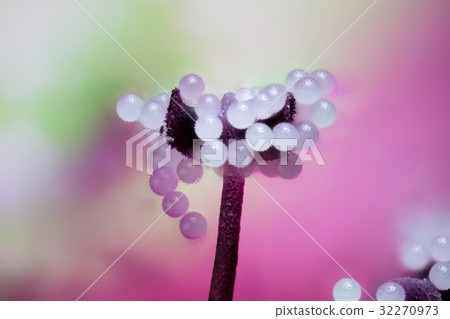 Flower High magnification macro shoot Stamens and pollen of Usuvenian oi Flower High magnification macro shoot Stamens and pollen of Usuvenian oi 32270973