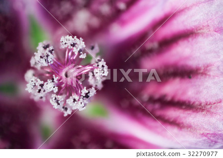 Flower High magnification macro shoot Stamens and pollen of Usuvenian oi 32270977