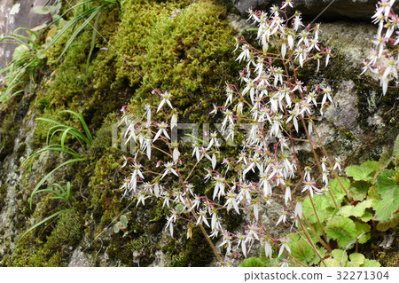 Yukinoshita and moss Yukinoshita and moss 32271304