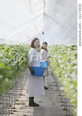 Ichigo farmer 32271650