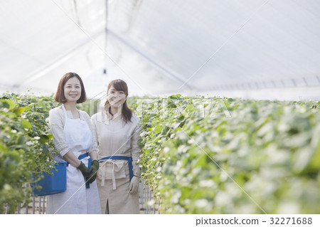 Ichigo farmer 32271688