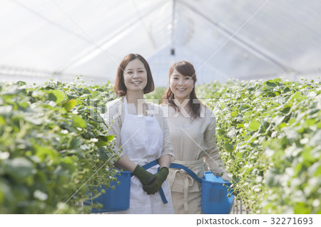 Ichigo farmer 32271693