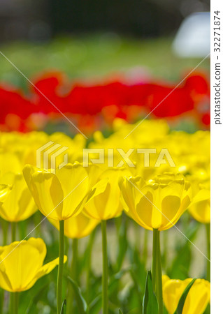 Tulip 32271874