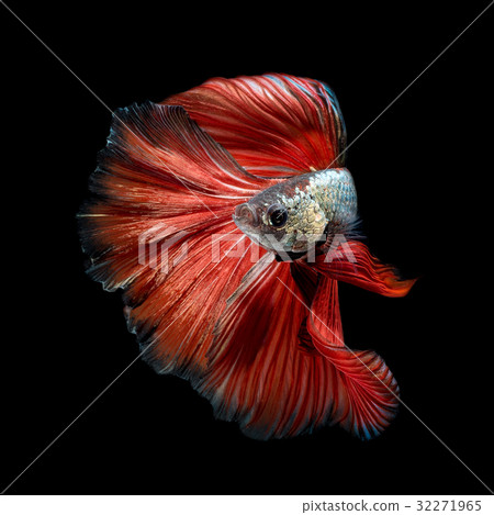 Betta fish,Siamese fighting fish Betta fish,Siamese fighting fish 32271965