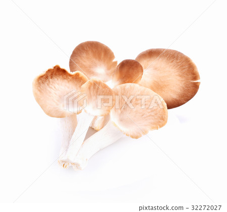 Phoenix Mushroom on white background Phoenix Mushroom on white background 32272027