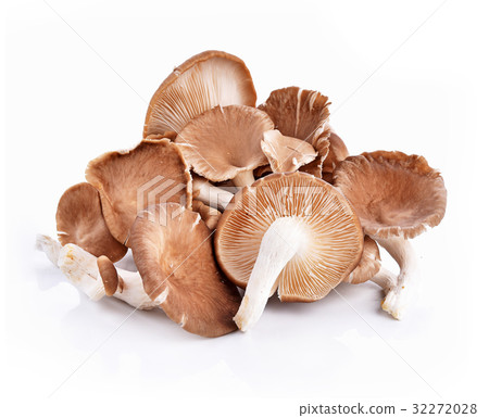 Phoenix Mushroom on white background 32272028