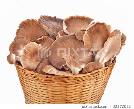 Phoenix Mushrooms in basket on white background Phoenix Mushrooms in basket on white background 32272032