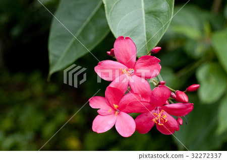 Takin 'Zakura 32272337