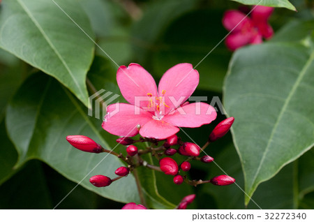 羚牛'Zakura 羚牛'Zakura 32272340
