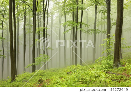 Beech trees surrounded by fog on a rainy morning Beech trees surrounded by fog on a rainy morning 32272649