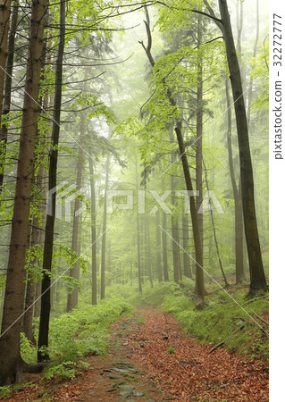 The majestic spring forest surrounded by fog The majestic spring forest surrounded by fog 32272777