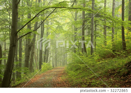 Trail through the foggy spring forest Trail through the foggy spring forest 32272865