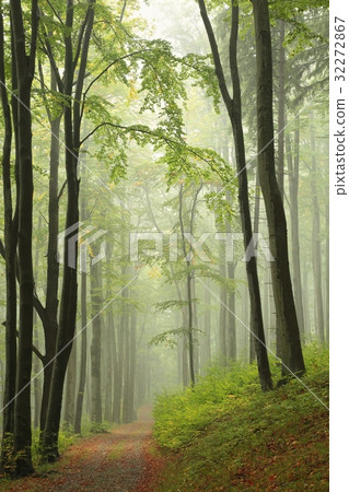 Trail through misty autumn forest  32272867