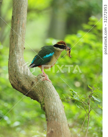 Yarosteos Yarosteos 32272953