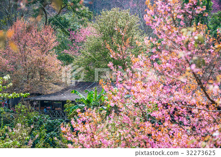Pink sakura blossoms. Cherry blossom with rural ho Pink sakura blossoms. Cherry blossom with rural ho 32273625