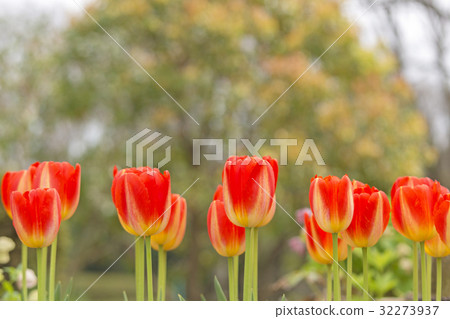 Tulip 32273937