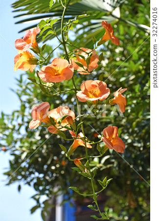 Nausua Kazura (Ling Flower) 32274016