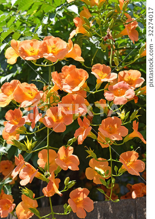 Nausua Kazura (Ling Flower) 32274017