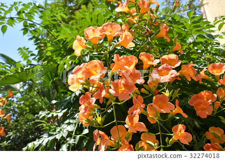 Nausua Kazura (Ling Flower) 32274018