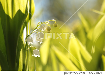 Lily of the valley in the forest  32274021