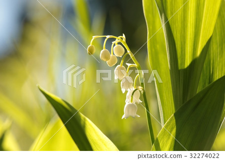 Lily of the valley in the forest  32274022
