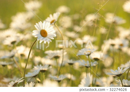 Daisy in a meadow lit by the rising sun 32274026