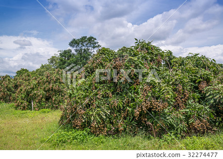 Longan orchards -Tropical fruits longan Longan orchards -Tropical fruits longan 32274477