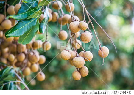 Longan orchards -Tropical fruits longan 32274478