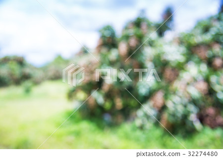 Blurred background Longan orchards tropical fruits Blurred background Longan orchards tropical fruits 32274480