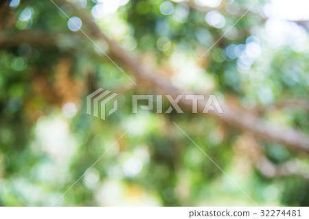 Blurred background Longan orchards tropical fruits Blurred background Longan orchards tropical fruits 32274481