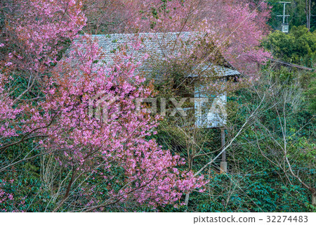 Pink sakura blossoms. Cherry blossom Pink sakura blossoms. Cherry blossom 32274483