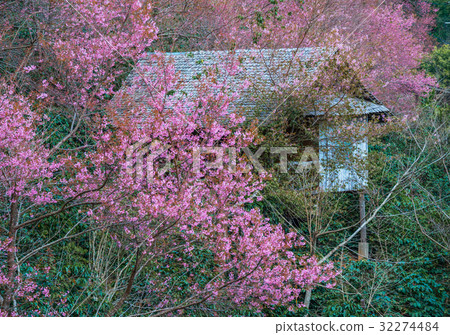 Pink sakura blossoms. Cherry blossom  32274484