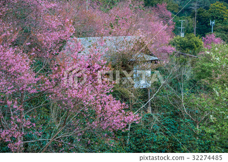 Pink sakura blossoms. Cherry blossom  32274485