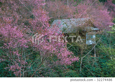 Pink sakura blossoms. Cherry blossom Pink sakura blossoms. Cherry blossom 32274486