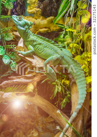 lizard Plumed basilisk lizard Plumed basilisk 32275143