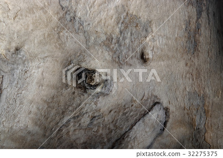 漂流木頭紋理 32275375