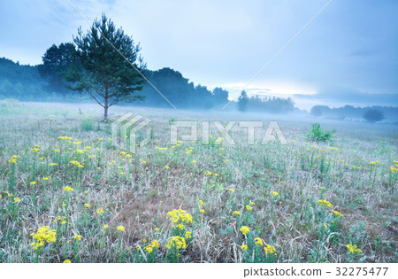 misty morning on meadow with arnica flowers misty morning on meadow with arnica flowers 32275477