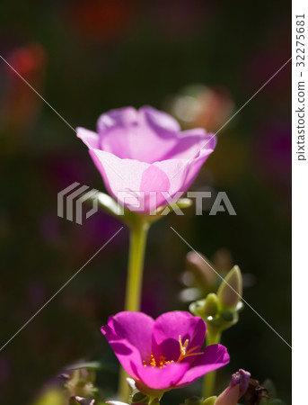 Pink Portulaca flowers Pink Portulaca flowers 32275681