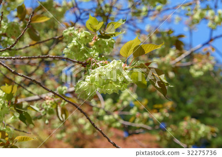 在Kasugayama神社的早晨櫻花區域黃色櫻桃樹 32275736