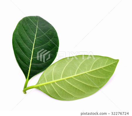 Jackfruit  leaves isolated on white background 32276724