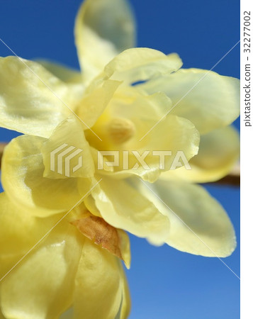 Rowbai藍天特寫鏡頭 32277002