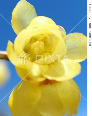 Rowbai藍天特寫鏡頭 32277003