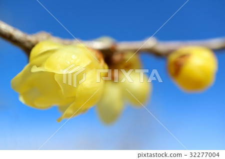 Rowbai藍天特寫鏡頭 32277004