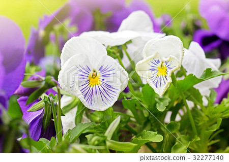 Flowerbed of violet viola tricolor  32277140
