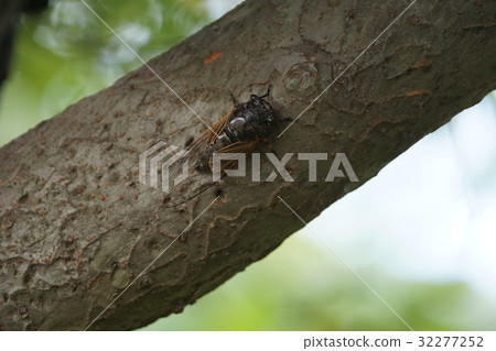 蟬 蟬 32277252